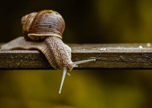 Snail walking on a branch