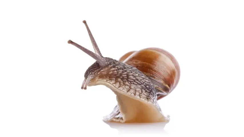 Snails that produce Snail Mucin